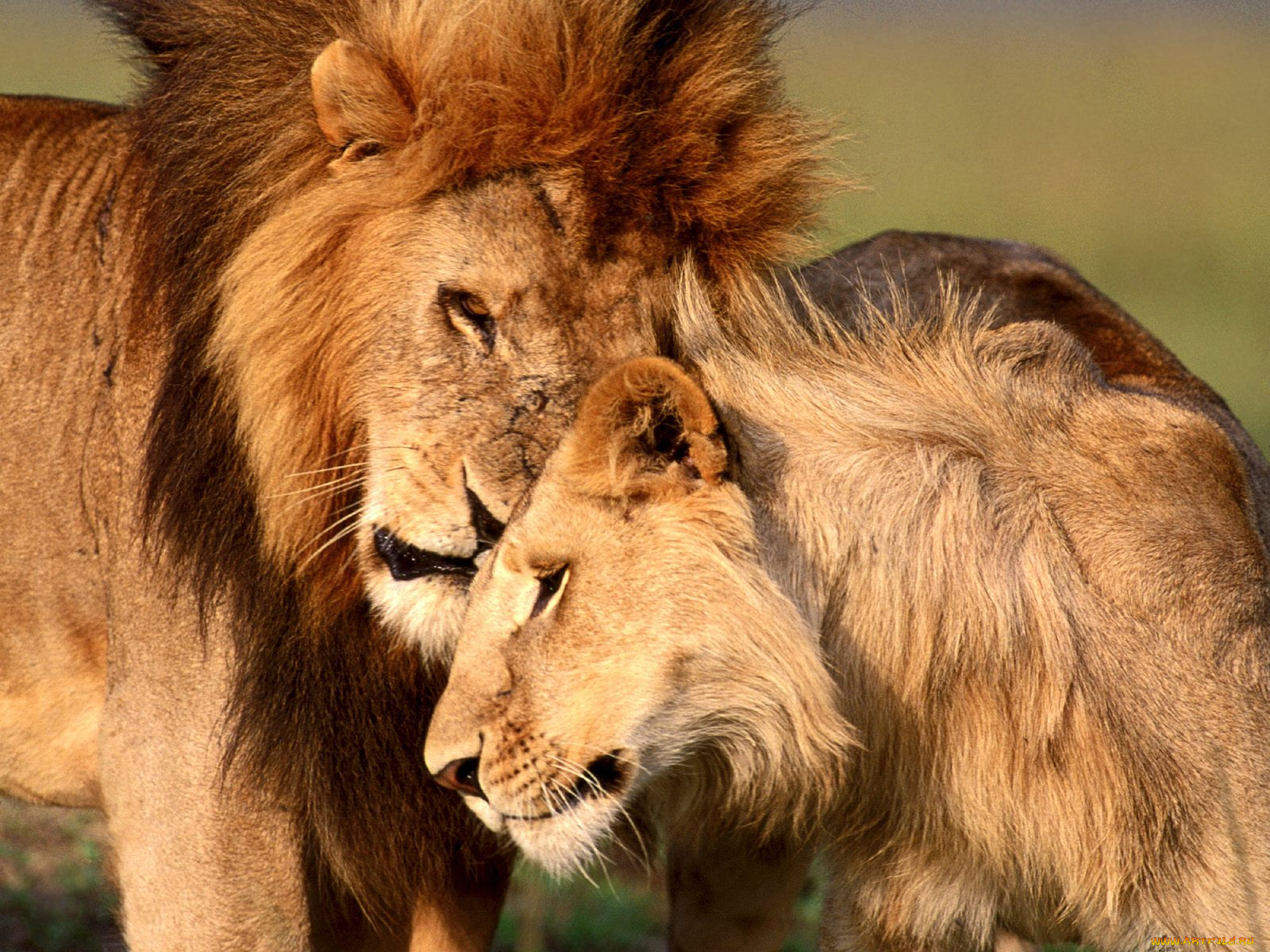 comfort, in, the, wild, , 